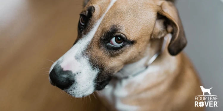 How To Stop Your Dog's Diarrhea Naturally