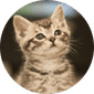Cat Food & Supplies