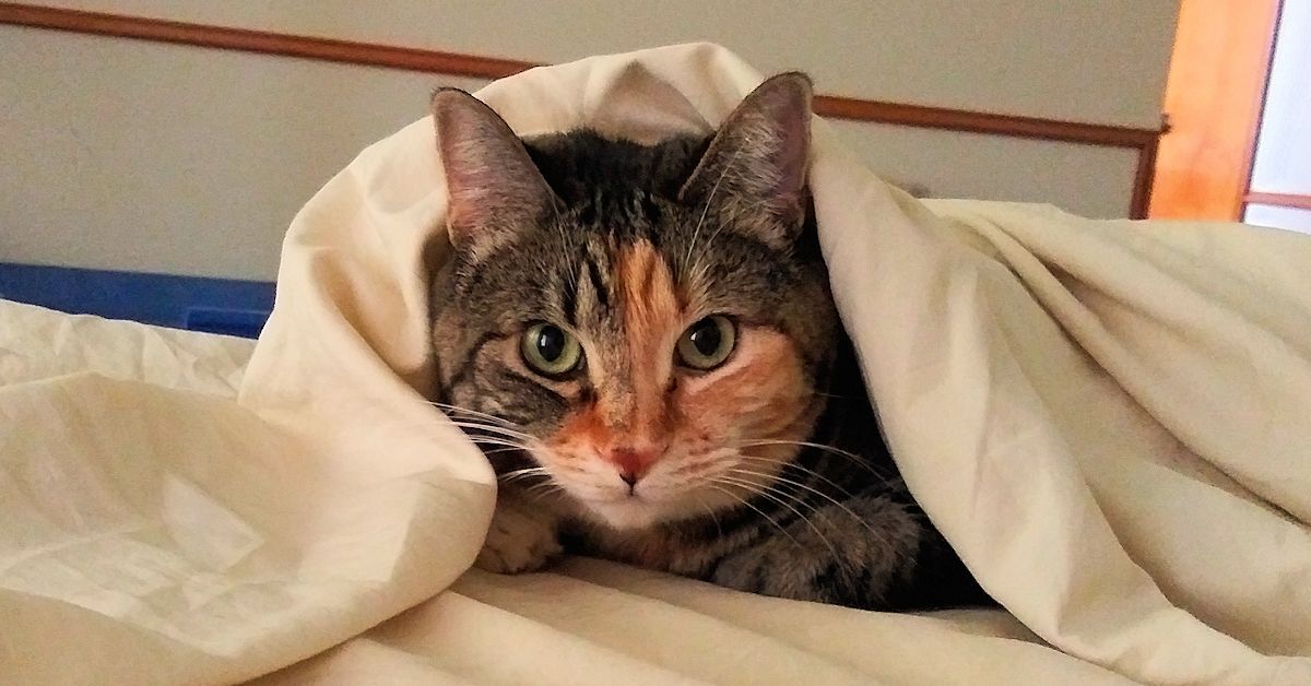 Keep Your Kitty Hydrated and Healthy with Species-Appropriate Food
