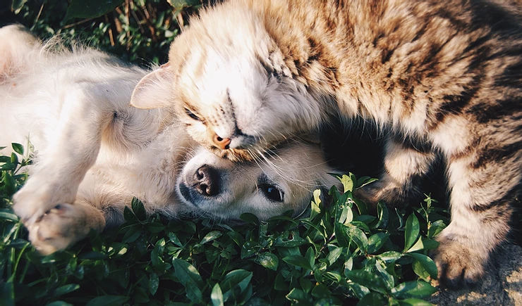 Pet Immunization Awareness