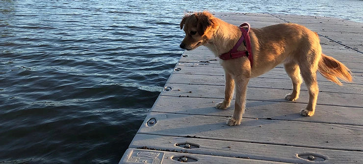Summer Safety Tips for Dogs