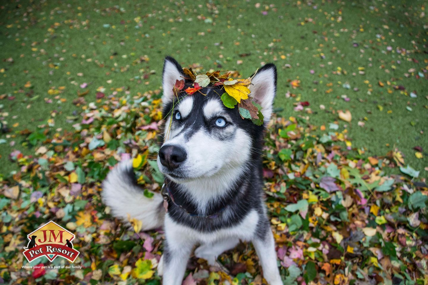 Image of blog post Advice for Newly Adopted Dog in Fall