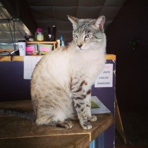 Andre the Giant Cat