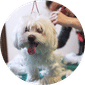 Dog Grooming