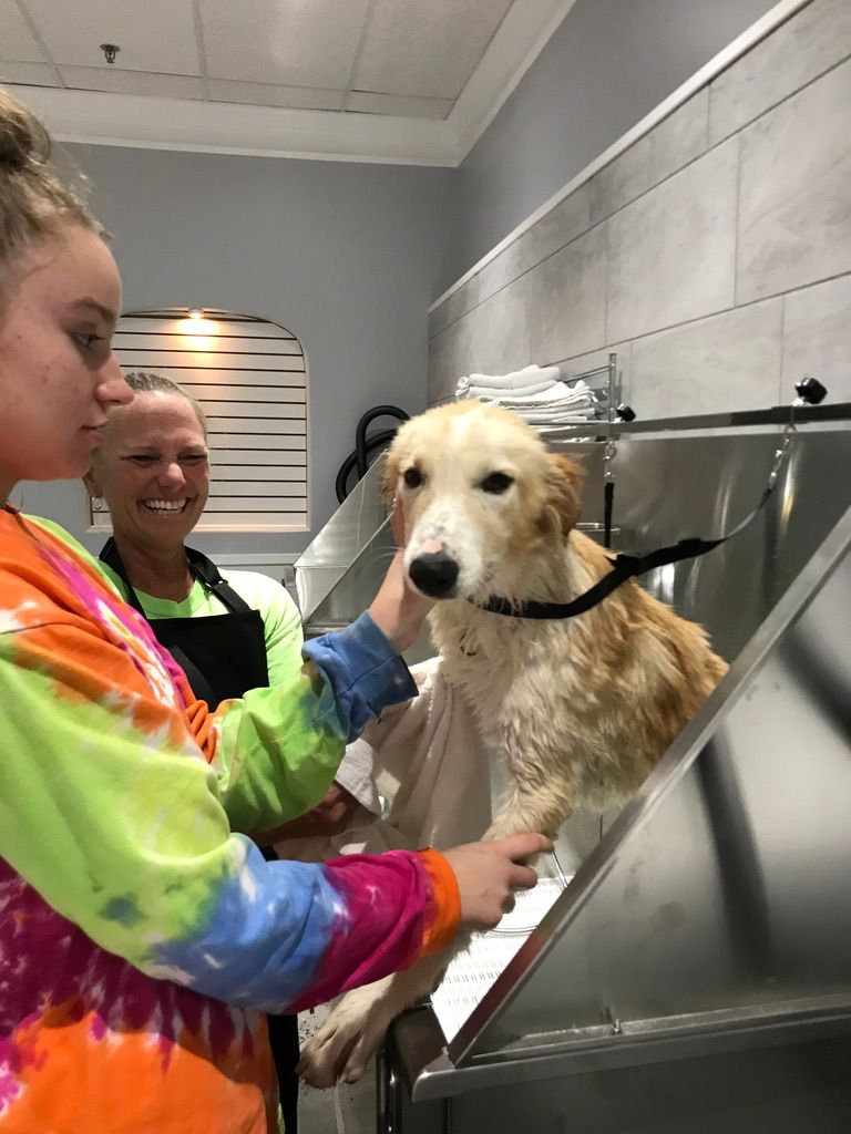 Self Serve Self Washing Dog Wash Station In Jacksonville At Scratch And Sniff Pet Supplies