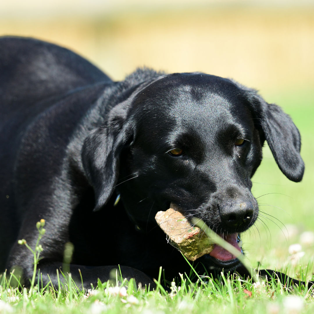 Why Do Dogs Eat Rocks? Leesburg, Florida