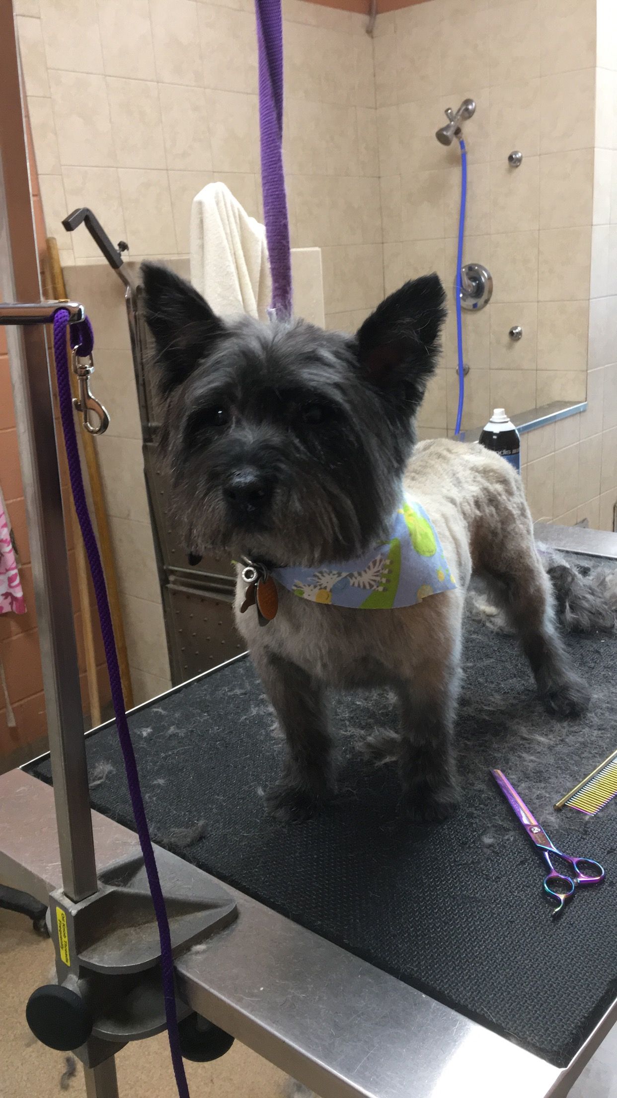 Pet Grooming Salon Cat & Dog Grooming Service Shop In Brockton At JM