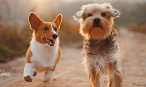 Flea & Tick Control