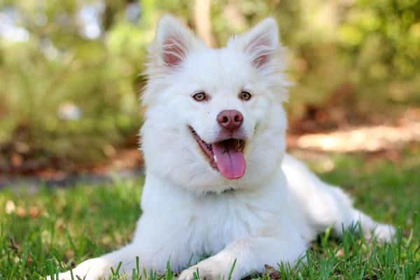 The Pros and Cons of Doggy Daycare