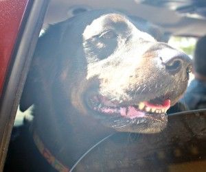 Image of blog post Meet Gypsy