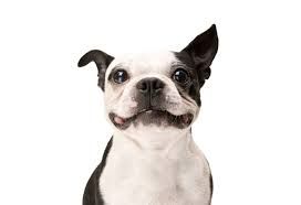Image of blog post How to Extend your Fur-Friend’s Life – 10 Tips