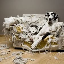 Image of blog post Are YOU the cause of your dog’s misbehavior?