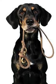 Tips for Walking your Dog