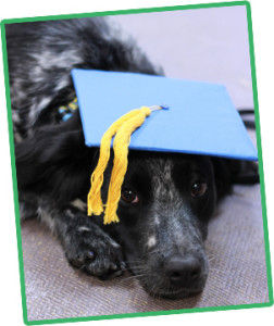 Obedience Training Offers Countless Benefits