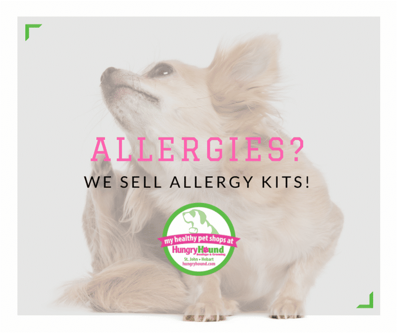 Image of blog post Has Your Dog Had An Allergy Test?