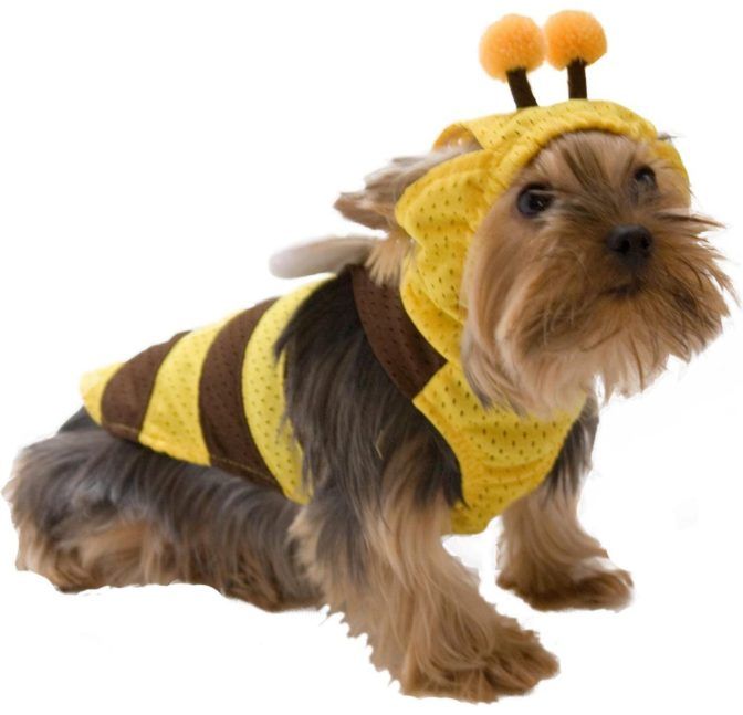 Image of blog post Don’t Get Stung!
