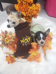 Image of blog post Pumpkin Spice and Everything Nice?