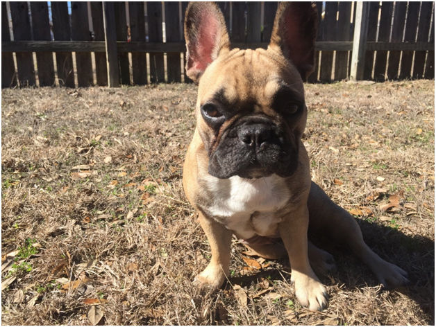 Tail Waggin’s: More Than Just a Dog Bakery