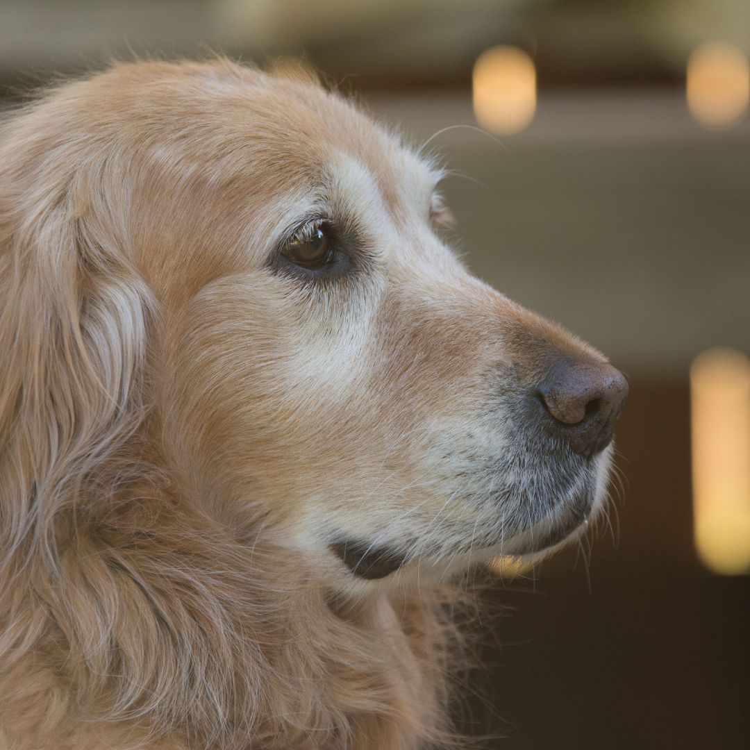 Guide to Finding and Feeding the Best Senior Dog Food