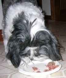 What Is the Best Dog Food?