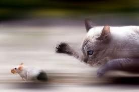 What Is the Best Food for Cats?