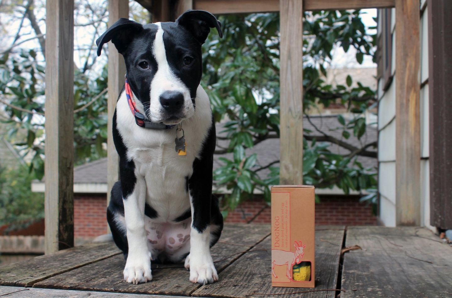 Dognog hotsell