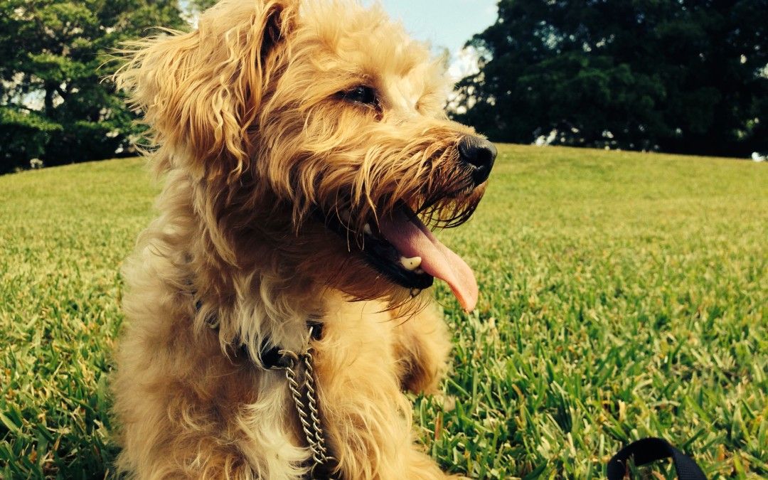 Free Dog Trick Training in Coral Springs