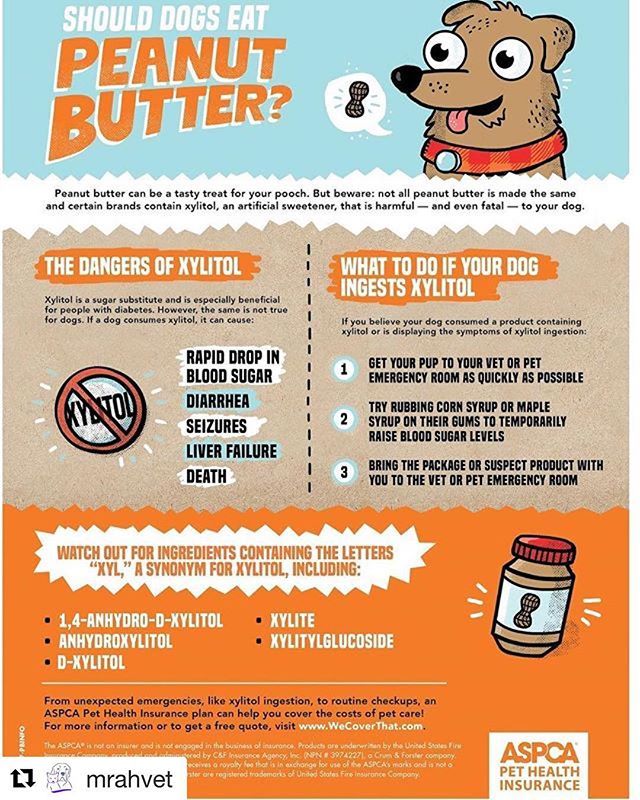 Is Peanut Butter Safe For Dogs? It Depends. Fort Lauderdale, Florida