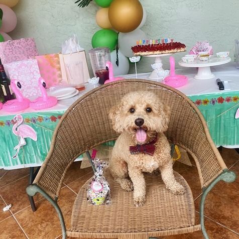 Woof Gang Bakery Birthday Party