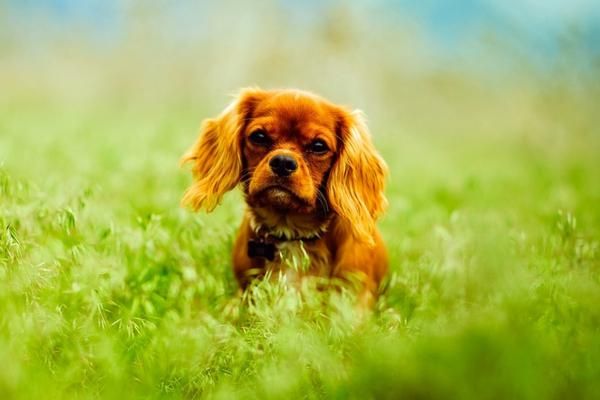 Image of blog post October is National Pet Wellness Month