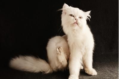 Image of blog post Flea & Tick Prevention: 5 Tips This Fall