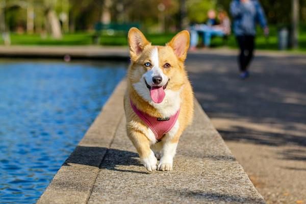Image of blog post What to Consider When Buying Dog Food