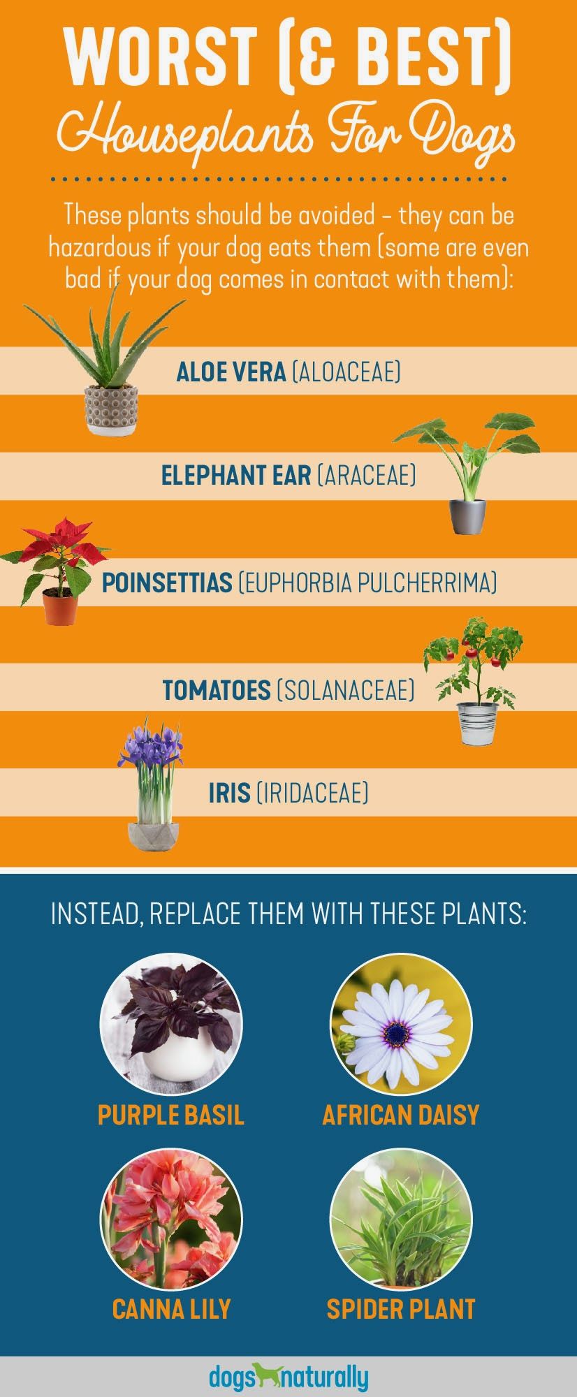 5 Poisonous Plants For Dogs (& 4 Safe Alternatives) Fort Lauderdale