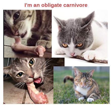 The Feline Menu  “I hunt, therefore I am”