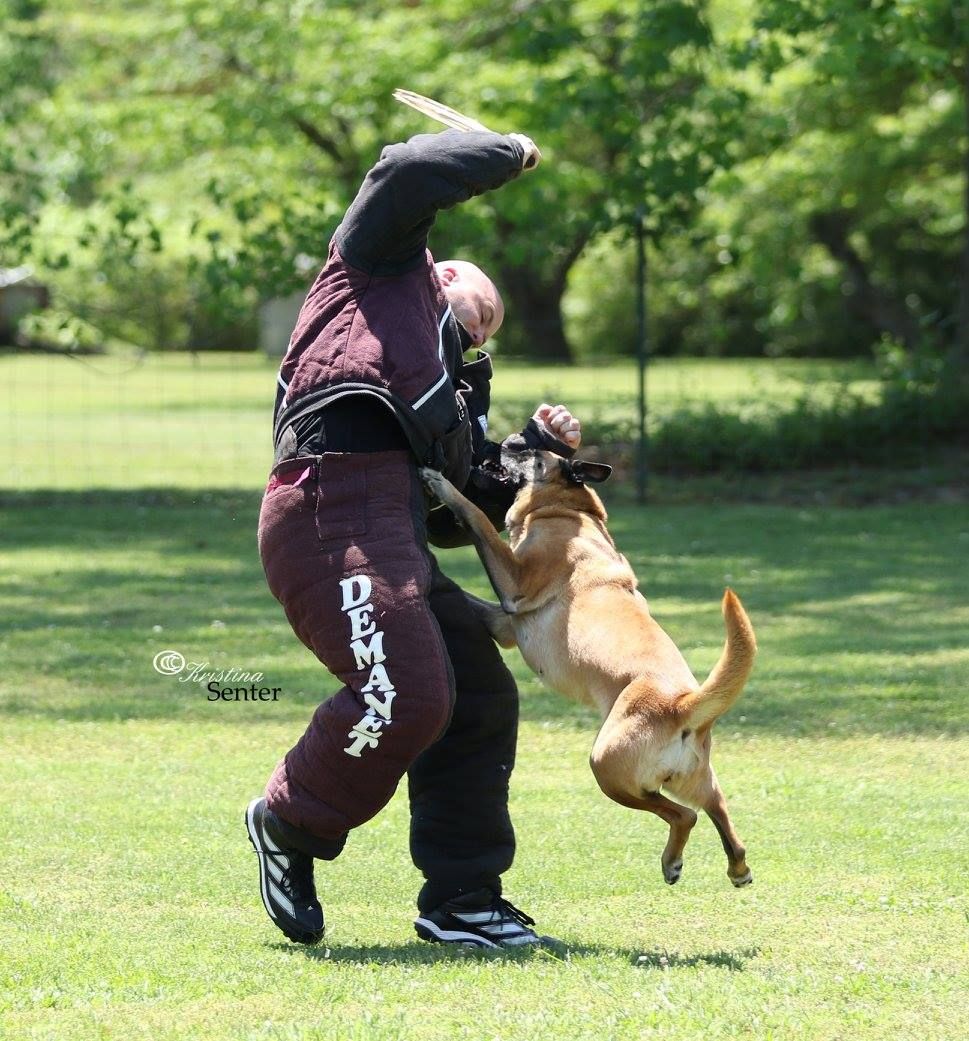 Protecting What's Real - Canine Athletes