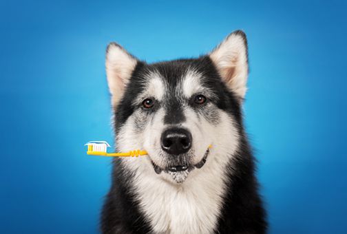 Dental Hygiene For Your Dog Is Important.