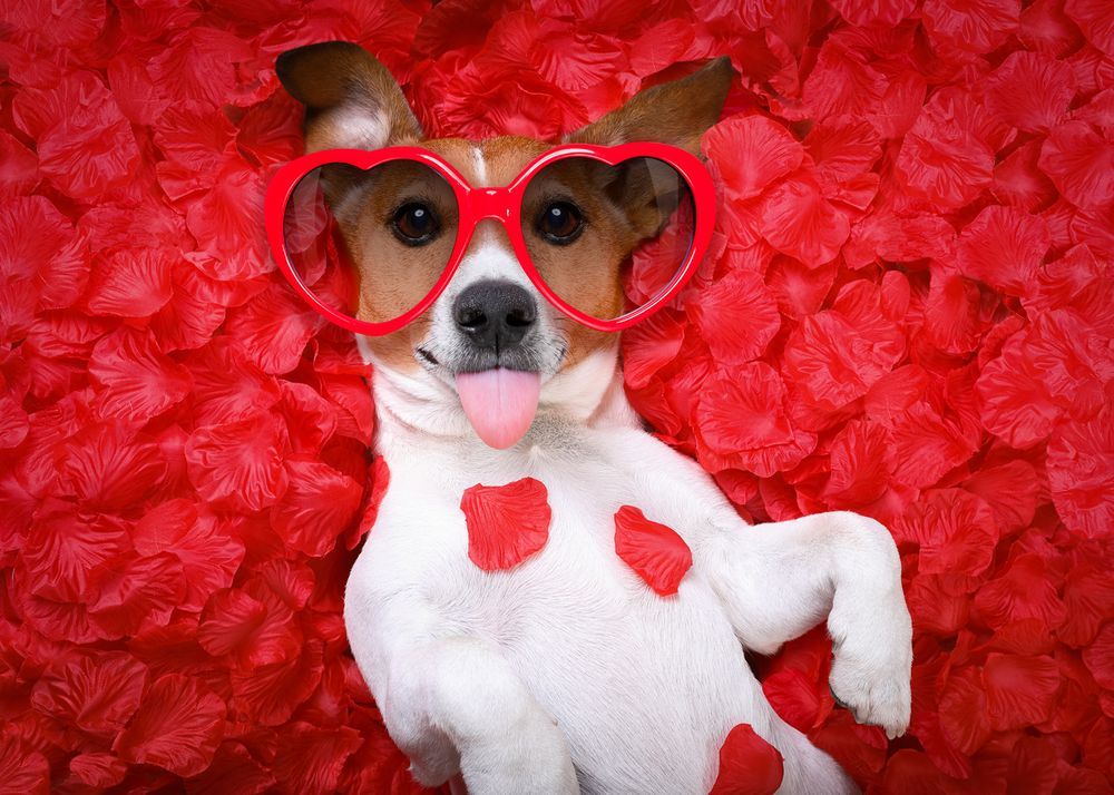 Is your dog as happy as you?