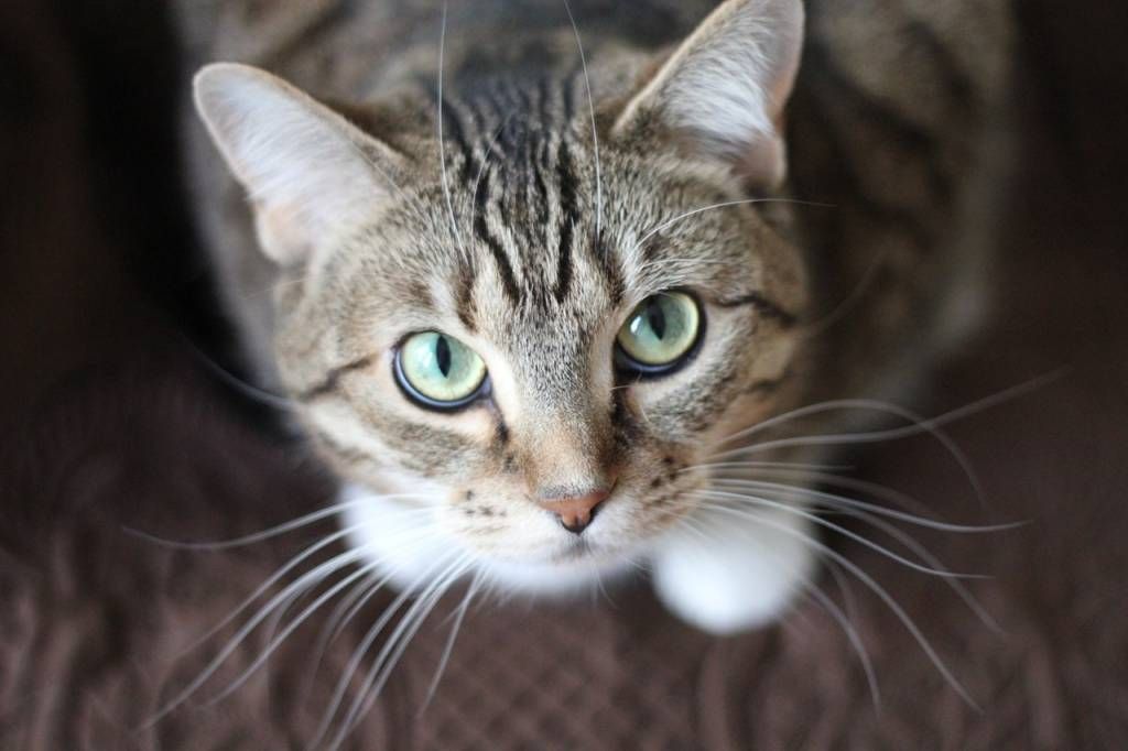 CAT TREATS - GOOD OR BAD?