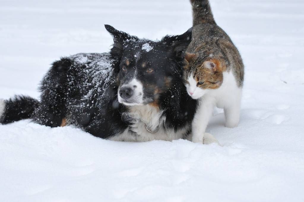 SAFETY TIPS TO PROTECT YOUR PET THIS WINTER