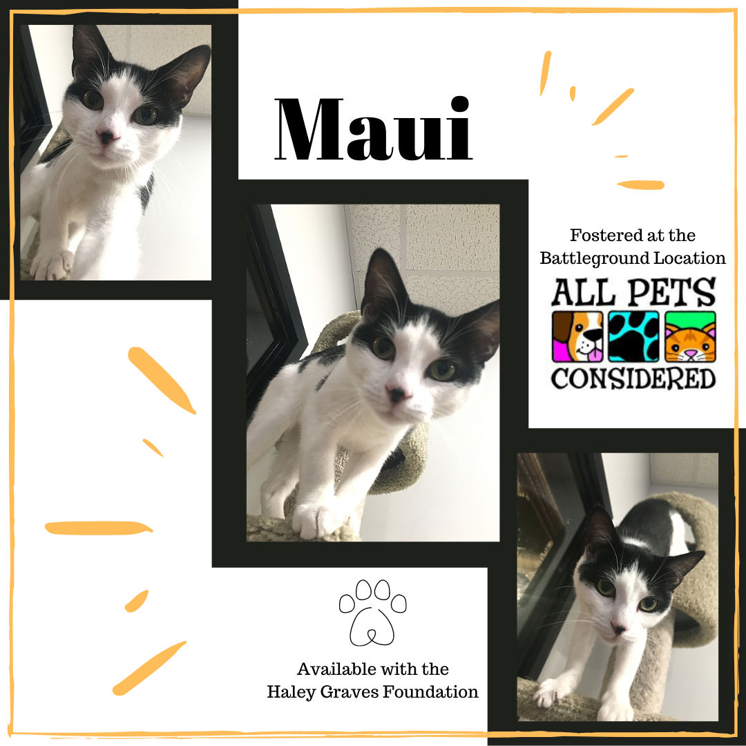 Meet Maui - fostered at the Battleground location!