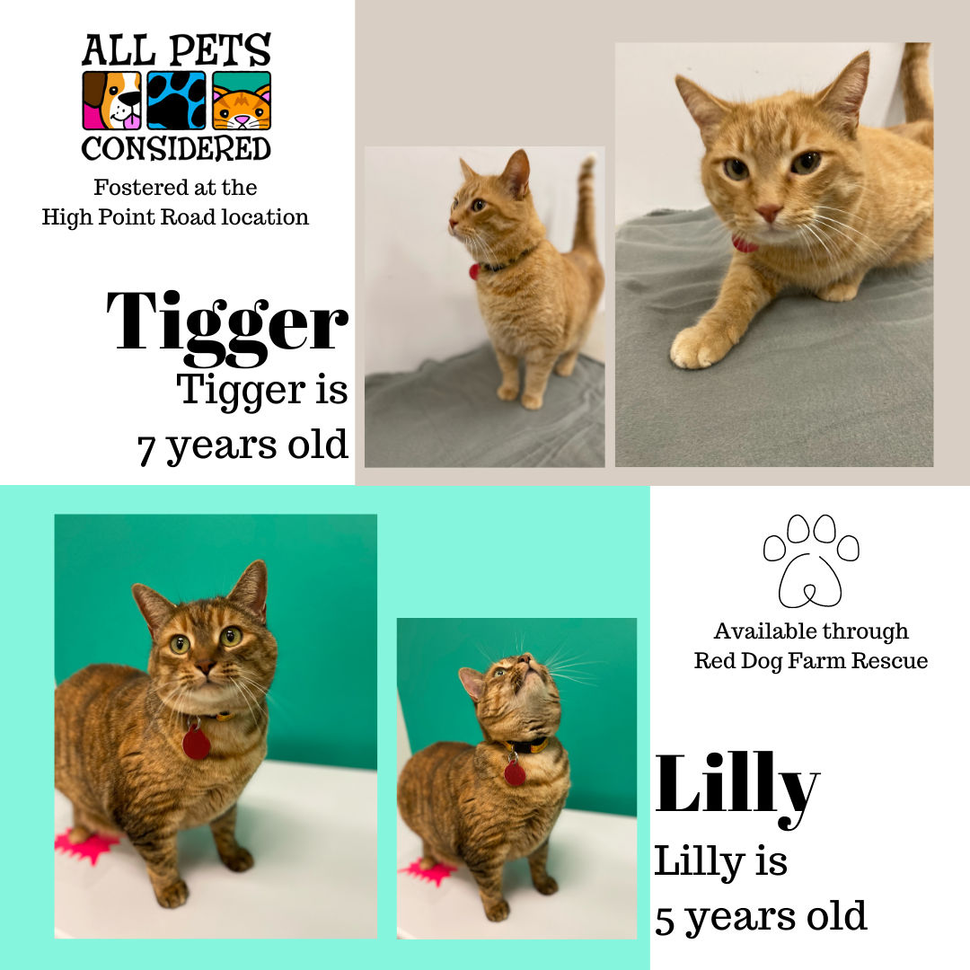 Meet Tigger and Lilly - fostered at High Point Road location!