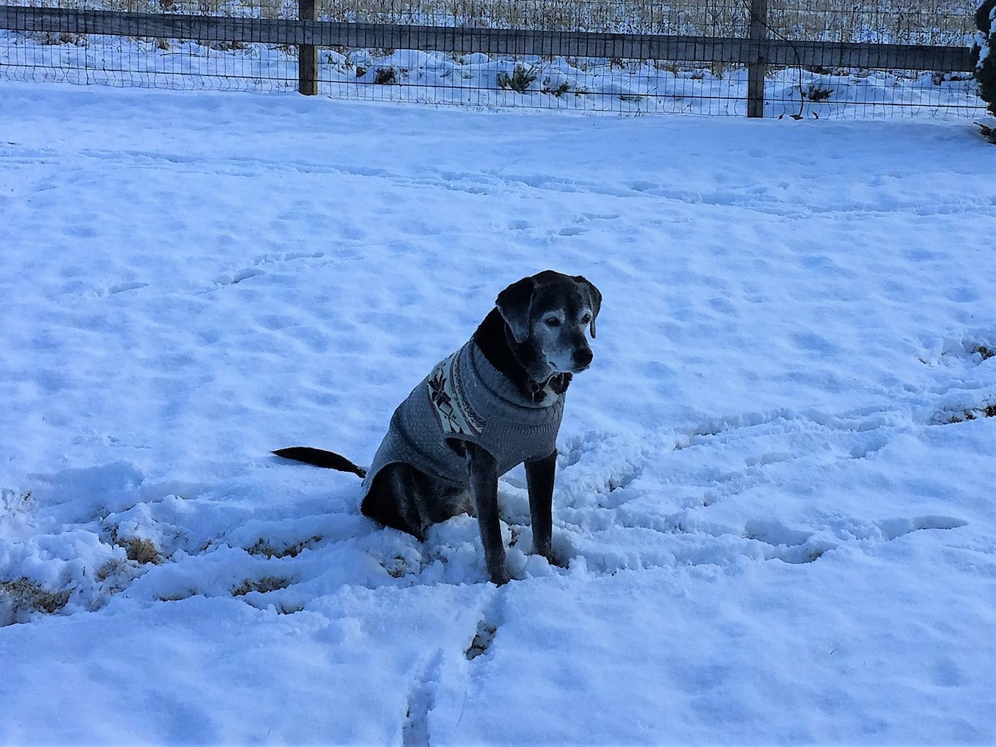 Cold Weather Pet Safety Califon, New Jersey