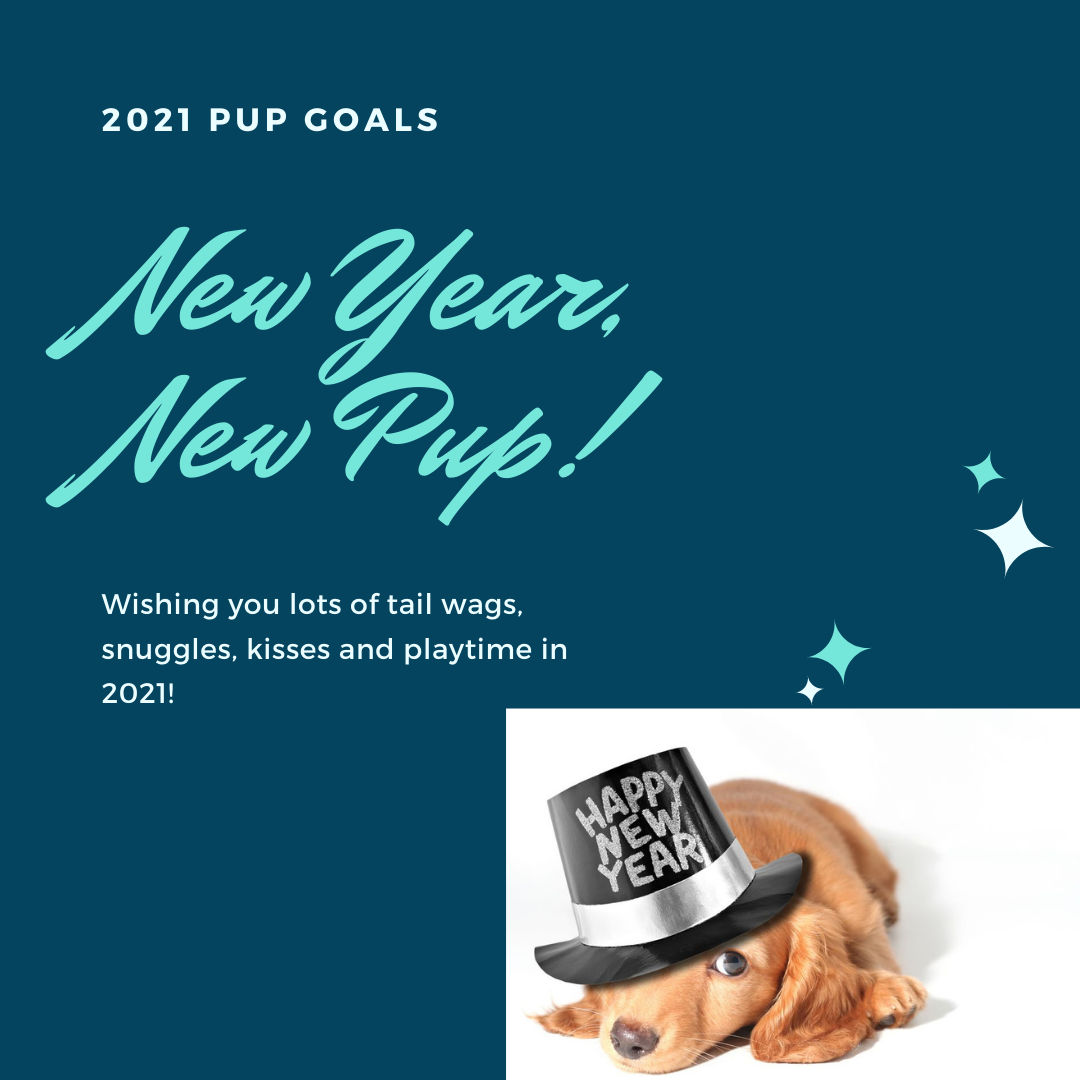 New Year, New Pup!