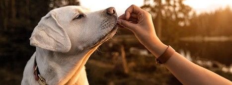 Image of blog post Dog Training Tips