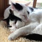 Amazing Cat Facts