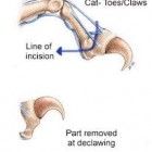 The Truth About Declawing Cats