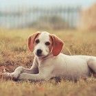 Are “Spot-On” Flea Killers Safe?