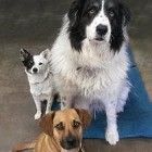 Recommended Caloric Intake for Dogs and Cats