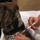 VACCINE ALERT!