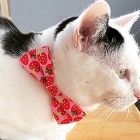 Clumping Clay Kitty Litters: A Deadly Convenience?